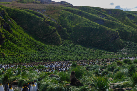 King Penguins on Gold Harbourの写真素材
