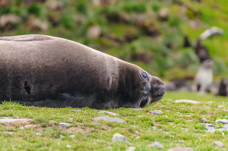 Seals at Fortuna Bayの写真素材