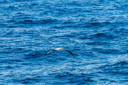 Albatross soaring across the ocean.の写真素材
