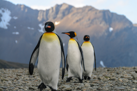 King Penguins at Fortuna Bayの写真素材