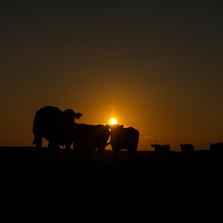 Cattle Grazing on the Frisian Mud Flatsの写真素材