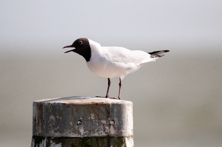 Black-headed Gull along the Afsluitdijkの写真素材