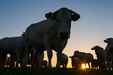 Cattle Grazing on the Frisian Mud Flatsの写真素材