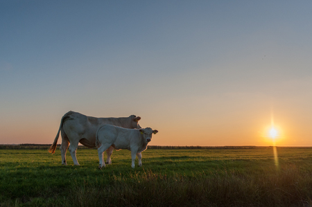 Cattle Grazing on the Frisian Mud Flatsの写真素材