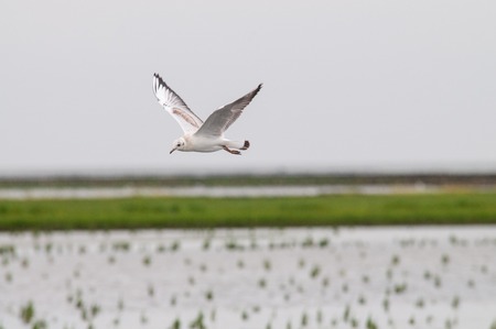 Seagullの写真素材