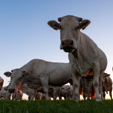 Cattle Grazing on the Frisian Mud Flatsの写真素材