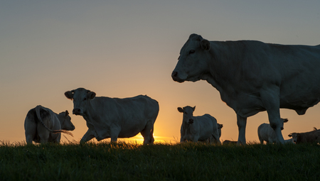 Cattle Grazing on the Frisian Mud Flatsの写真素材
