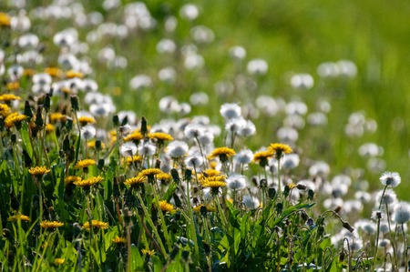 Limited depth of field impression of a field of dandelionsの写真素材