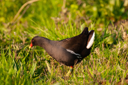 Common Moorhen in East Flandersの写真素材