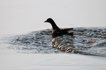 Common Moorhen in East Flandersの写真素材