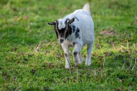 Close-up of a goat in a field in flanders.の写真素材
