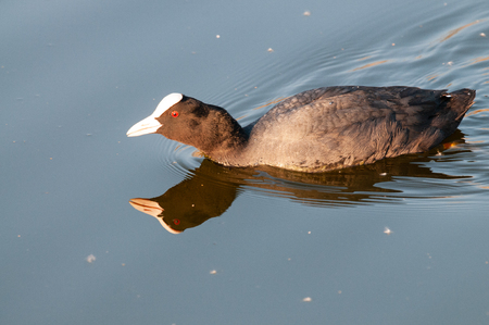 Eurasian coot in East Flandersの写真素材