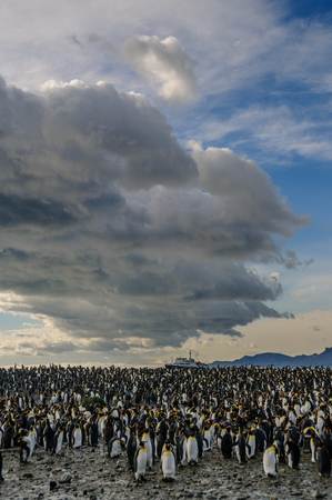 King Penguins on Gold Harbourの写真素材