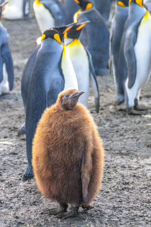 King Penguins on Gold Harbourの写真素材