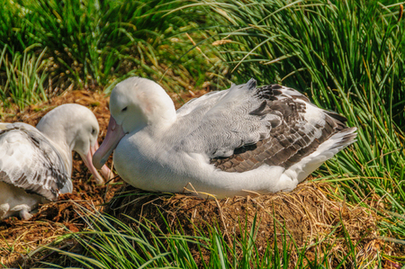 Two Wandering Albatrosses on their Nestの写真素材