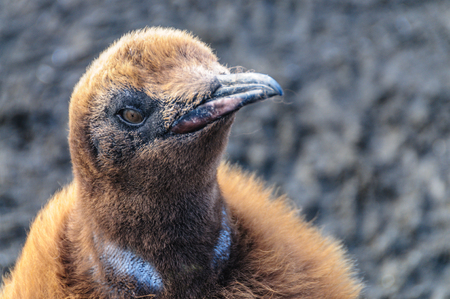 King Penguins on Gold Harbourの写真素材