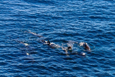 A group of Long-Finned Pilot Whales -Globicephala melas- swimming in the South Atlantic Ocean, near the Falkland Islandsの写真素材