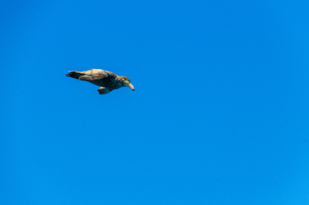 A Giant Southern Petrel in Flightの写真素材