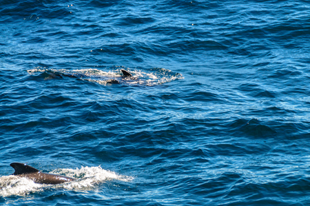 Long-Finned Pilot Whales in the Southern Atlantic Oceanの写真素材