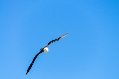 Black-Browed Albatross in Flightの写真素材