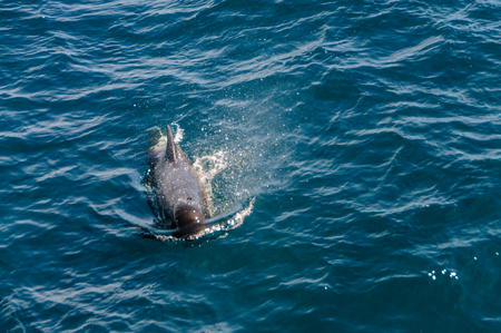 Long-Finned Pilot Whales in the Southern Atlantic Oceanの写真素材