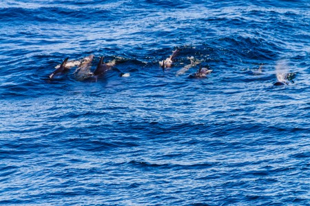 Long-Finned Pilot Whales in the Southern Atlantic Oceanの写真素材