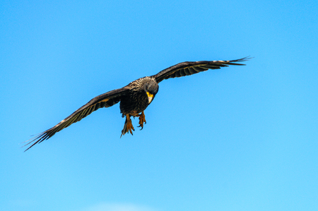 Striated Caracaraの写真素材