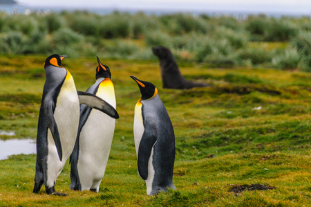 King Penguins on Salisbury Plainsの写真素材
