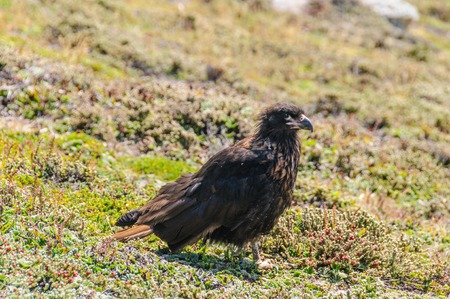 Striated Caracara on the Falkland Islandsの写真素材
