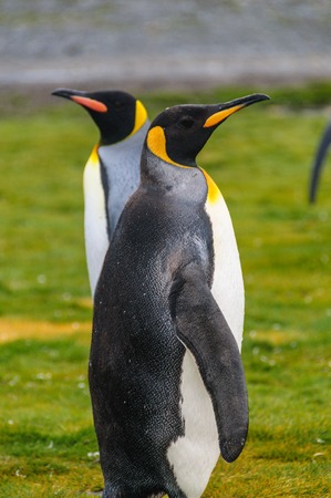 King Penguins on Salisbury Plainsの写真素材