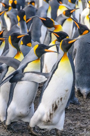 King Penguins on Gold Harbourの写真素材