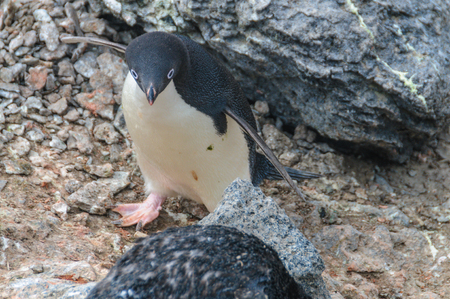 Adelie Penguins on Paulet Islandの写真素材