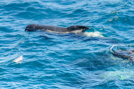 Long-Finned Pilot Whales in the Southern Atlantic Oceanの写真素材