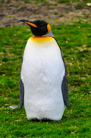 King Penguins at Fortuna Bayの写真素材