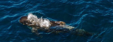 Long-Finned Pilot Whales in the Southern Atlantic Oceanの写真素材