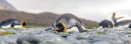 King Penguins on Salisbury plainsの写真素材