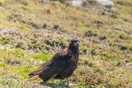 Striated Caracara on the Falkland Islandsの写真素材