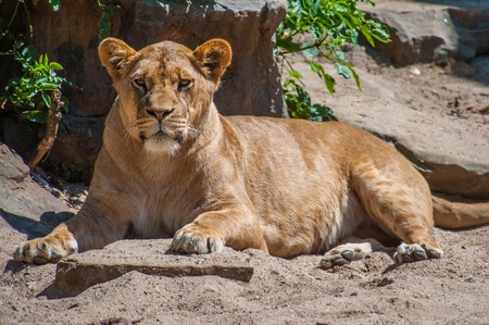 Lioness on the Lookoutの写真素材