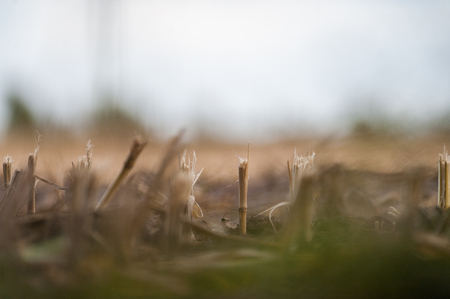 Harvested Corn Field, as seen with a very narrow DOF.の写真素材