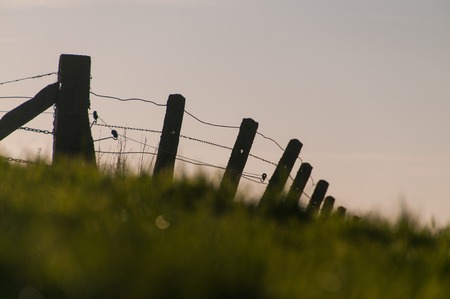 Detail of a barbed wire fence, somewhere in east flanders, belgium.の写真素材