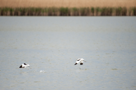 Two pied avocet - Recurvirostra avosetta- taking off from a lake in the Dutch Nature reserve Oostvaardersplassenの写真素材
