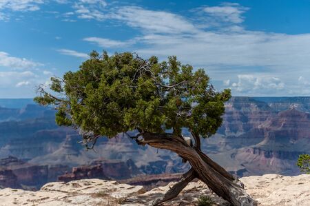 A Lonely Pine tree at the south rim of the Grand Canyon.の写真素材