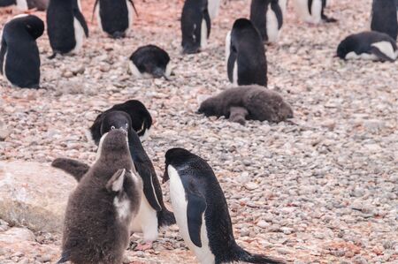 An Adelie Penguin - Pygoscelis adeliae - couple, feeding their chick, in a behavioral pattern, known...