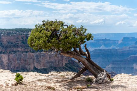A Lonely Pine tree at the south rim of the Grand Canyon.の写真素材