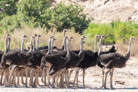 A large herd of Ostrisches -Struthionidae- crossing the dry riverbed of the Hoanib River in Namibia.の写真素材