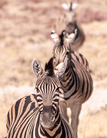Closeup of three Zebras in Etosha National Park, Namibia.の写真素材