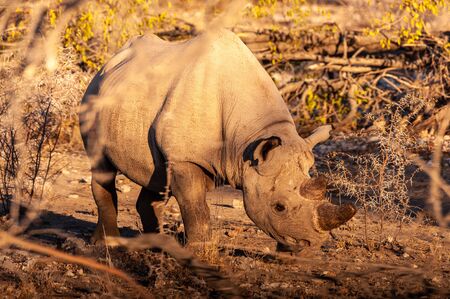 The critically endangered Black Rhinoceros -Diceros bicornis- browsing during the day in Etosha National Park, Namibia, during the golden hour before sunset.の写真素材