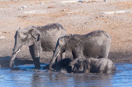 African Elephants drinking at a waterhole in Etosha National Park, Namibia.の写真素材
