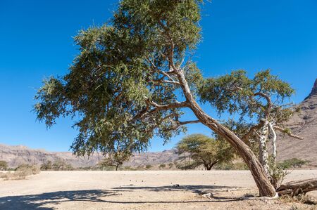 A low hanging tree along a rest area along route C14 in the Hardap Region of Namibia.の写真素材