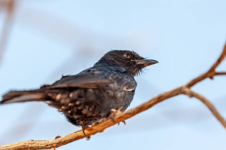 A fork-tailed drongo sitting on a branch of a tree near sesriem, Namibia.の写真素材